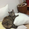 の写真