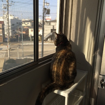 の写真