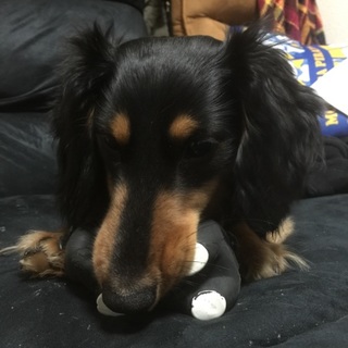 七月で2歳♂カニヘンダックスフンド