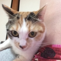 ティー