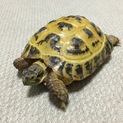ロシアリクガメ里親募集