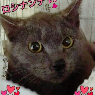 ロシアンブルーなーんてね、ロシナンテちゃん
