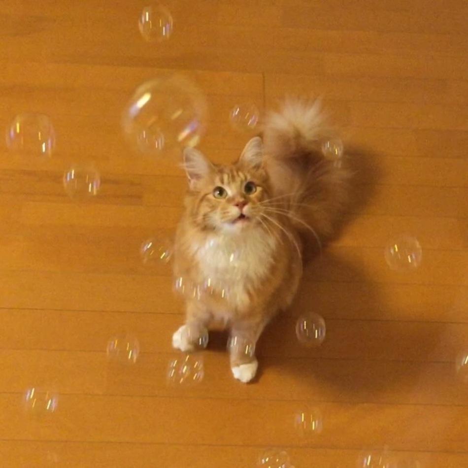 ラブのカバー写真