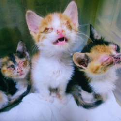 捨てられていた仔猫