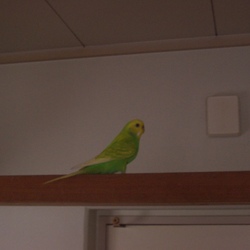 写真が嫌いなふくちゃん。