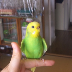 「写真が嫌いなふくちゃん。」サムネイル2