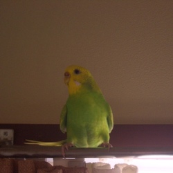 「写真が嫌いなふくちゃん。」サムネイル3