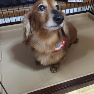 ダックス☆オス☆里親さん募集しています。