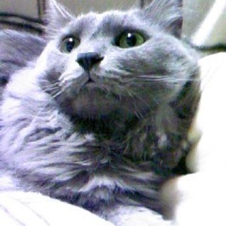 甘えん坊チンチラハーフの男の子