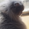 ホノカナカホリ
