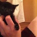 黒猫