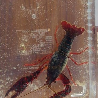 一般家庭飼育放棄のザリガニのザリ