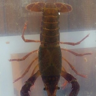 一般家庭放棄のアメリカザリガニのガニ