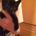 白い靴下履いた黒猫
