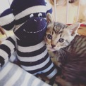 甘えん坊なキジ子猫♡