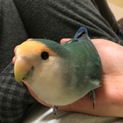 コザクラインコの里親募集します