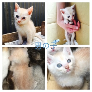 ☆里親さん募集☆薄茶トラ