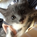 グレーの美猫♡