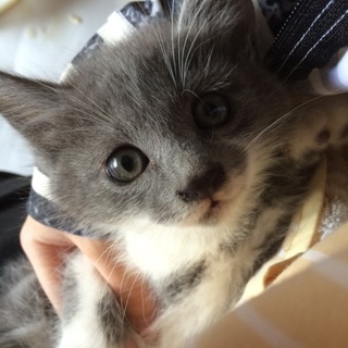 グレーの美猫♡