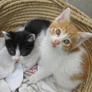 【急募】子猫　茶トラ　白黒　6月10日まで