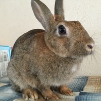 ラテ