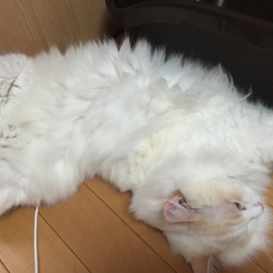 あおのカバー写真