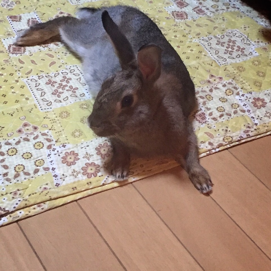 ラテのカバー写真