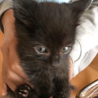 クロ　　おとなしい子です