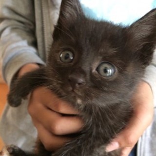 チャチャ　　おてんばな女の子