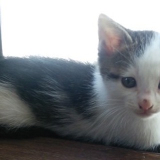 ポチ　　元気な子です