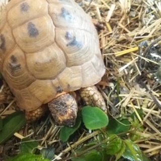 イエローアラブギリシャリクガメ♂