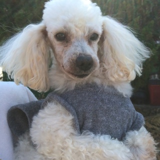 2キロしかないトイプードルの男の子