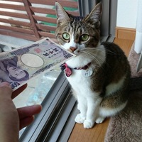 梓