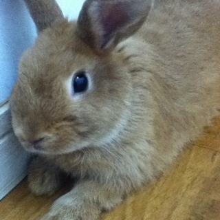 こうきは新しいご家族に迎えて頂きました