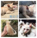 ☆里親さん募集☆