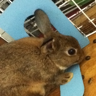 こうた 新しいお家で　猫かぶり中