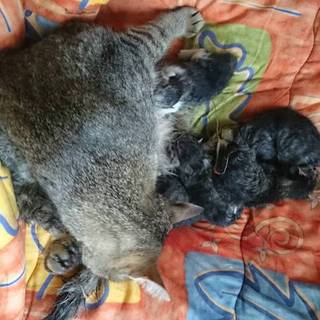 小さいころから育てたいかた募集