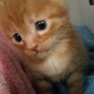 キュートな茶トラ君