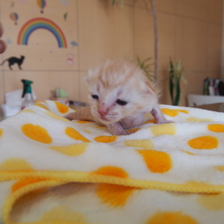 生後2週間　茶トラ　オス　里親様募集