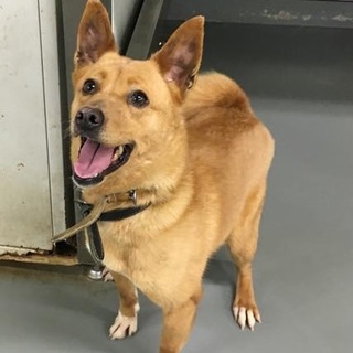 しっぽフリフリ、なつっこいイーリンちゃん！