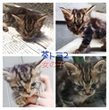 ☆里親さん募集☆