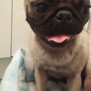 びびりな女の子里親募集