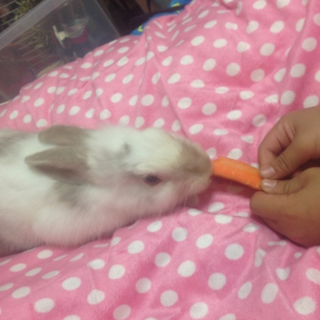 杏弥のカバー写真