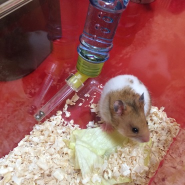 2016/5/23、里親にならせて頂いて、お家に来てすぐの様子です♪