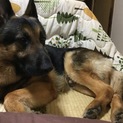 賢いジャーマンシェパード