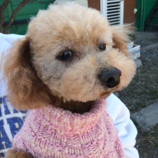 おとなしい8歳のトイプードル男の子