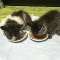 生後1か月の子猫