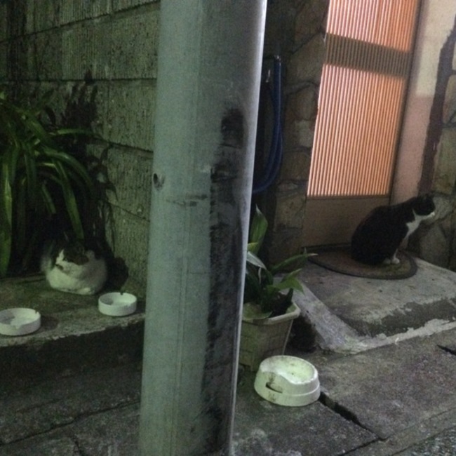 ミケの毛のカバー写真