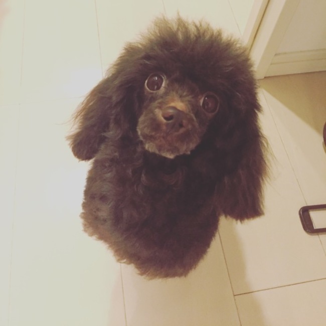 アゲジジコのカバー写真