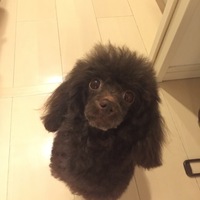 魔女の宅急便のジジ